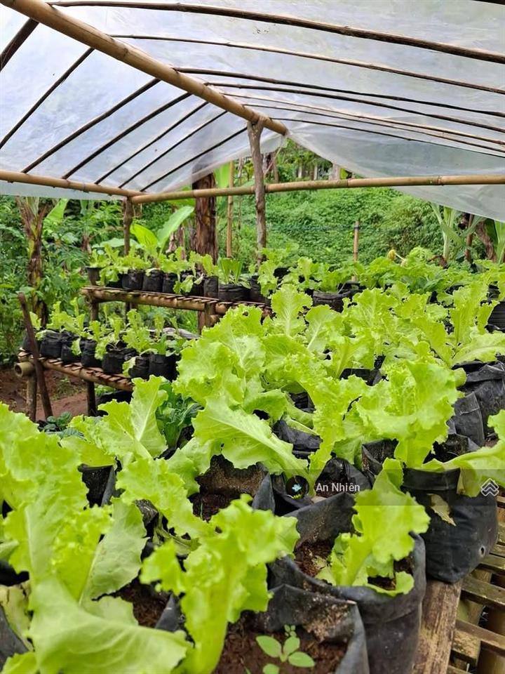 View thung lũng xanh mát sát ql20, mảnh đất lành để anh chị về nghỉ dưỡng