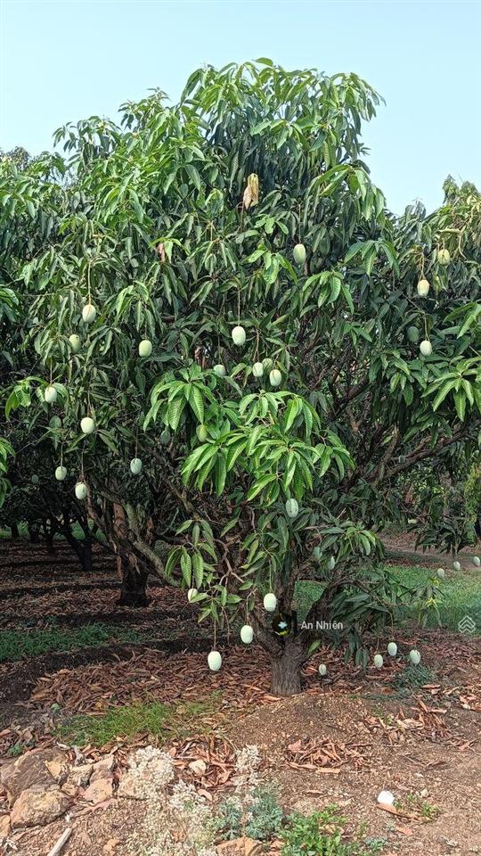 View thung lũng xanh mát sát ql20, mảnh đất lành để anh chị về nghỉ dưỡng