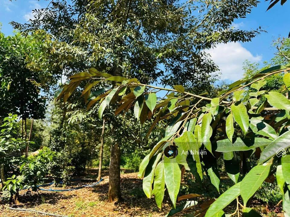 Chỉ 775tr sở hữu đất thổ cư sổ riêng, gần chợ và kcn dầu giây, dân cư đông