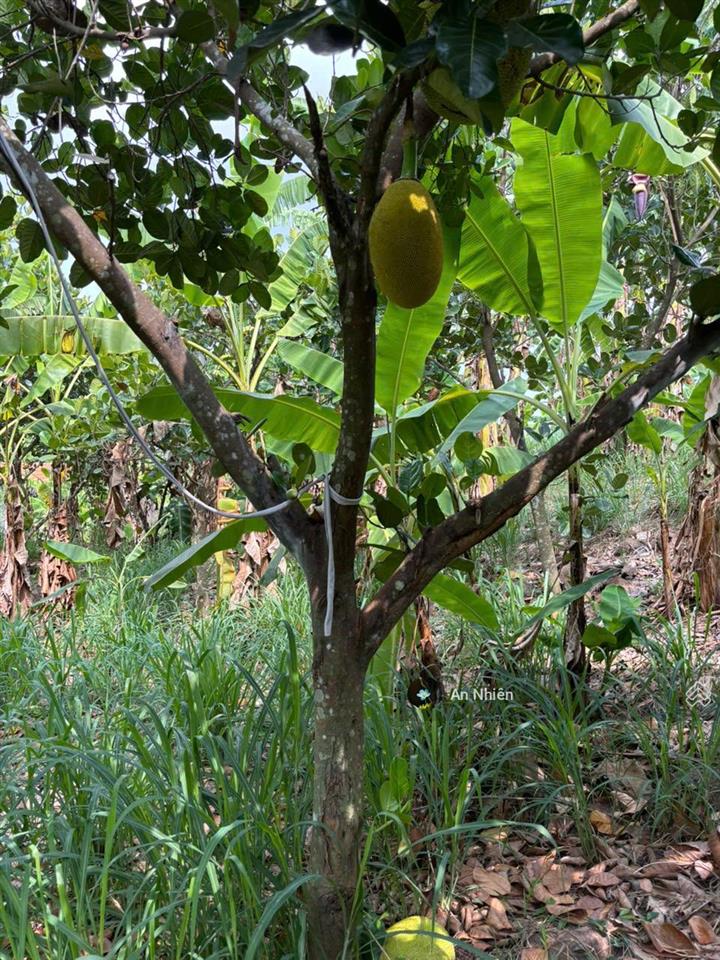 Một chút duyên lành sát hồ trị an 1.500m² vườn cây sẵn trái ngọt giá 800 triệu