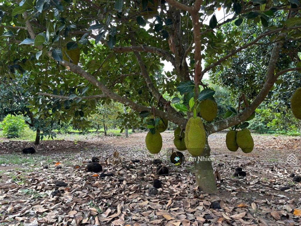 Một chút duyên lành sát hồ trị an 1.500m² vườn cây sẵn trái ngọt giá 800 triệu