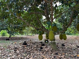 Một chút duyên lành sát hồ trị an 1.500m² vườn cây sẵn trái ngọt giá 800 triệu