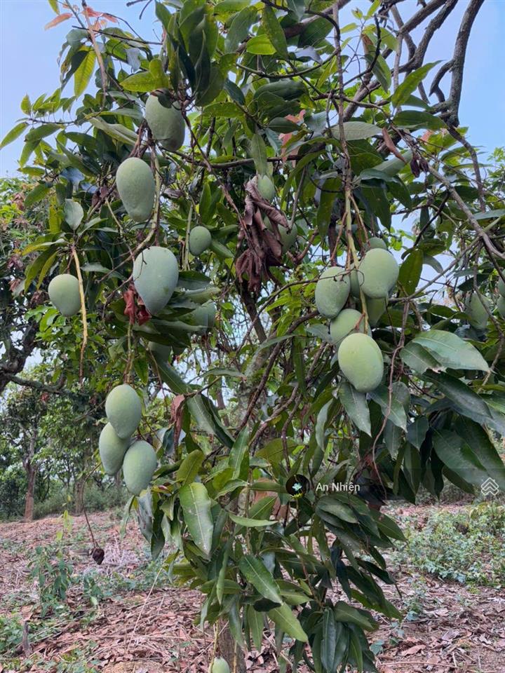 Một chút duyên lành sát hồ trị an 1.500m² vườn cây sẵn trái ngọt giá 800 triệu