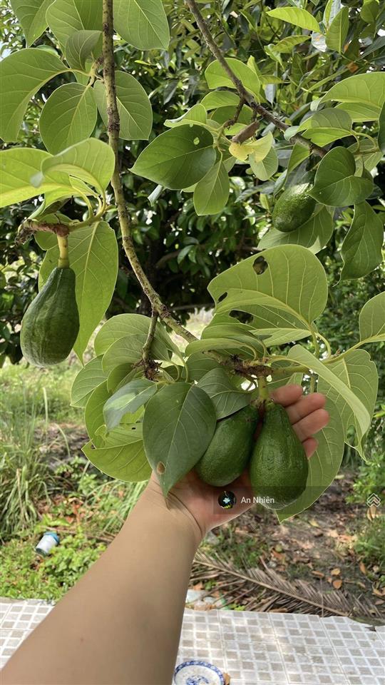 Một chút duyên lành sát hồ trị an 1.500m² vườn cây sẵn trái ngọt giá 800 triệu