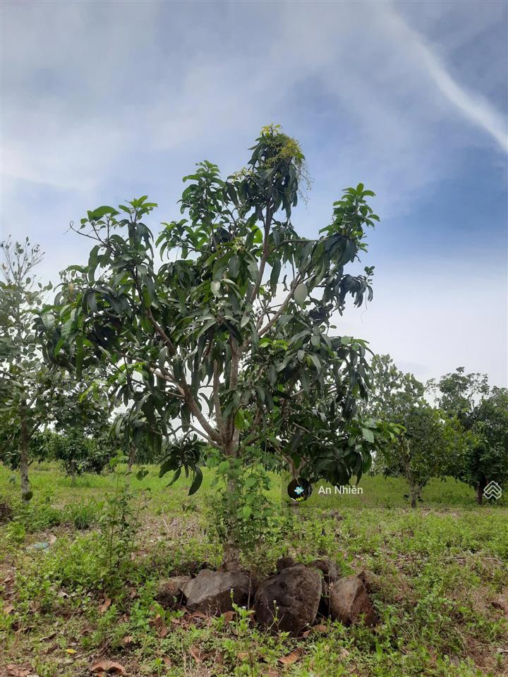 Góc vườn nhỏ 1.045m² tại định quán  sổ sẵn cầm tay, giá chỉ 400 triệu trọn sổ