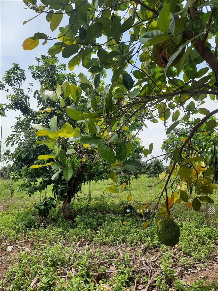 Góc vườn nhỏ 1.045m² tại định quán  sổ sẵn cầm tay, giá chỉ 400 triệu trọn sổ