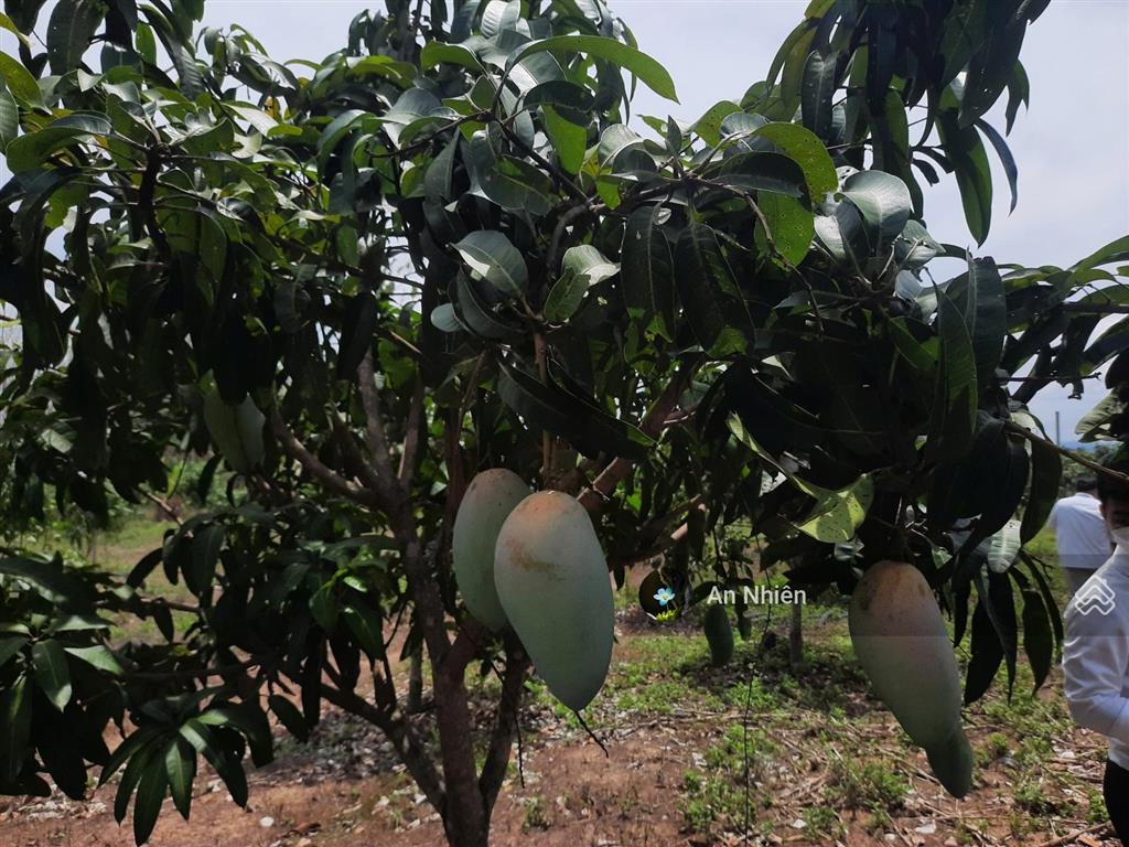 Góc vườn nhỏ 1.045m² tại định quán  sổ sẵn cầm tay, giá chỉ 400 triệu trọn sổ