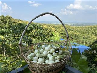 Chỉ 1 tỷ sở hữu 1.1 sào vườn cạnh hồ trị an, view thung lũng, sổ riêng chính chủ giá 1 tỷ trọn sổ