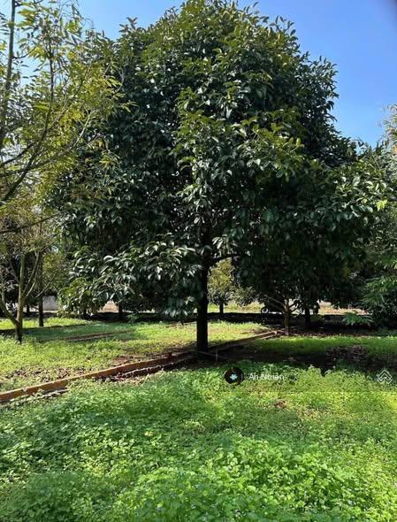 Đất thổ cư dầu giây 125m2, sổ riêng xây nhà ngay, dân cư đông, giá 775tr