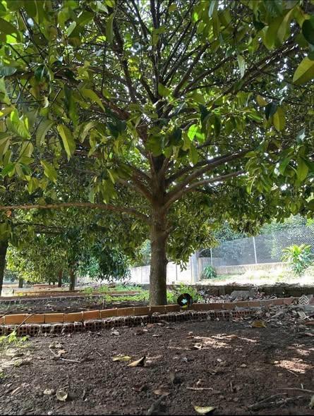 Đất thổ cư dầu giây 125m2, sổ riêng xây nhà ngay, dân cư đông, giá 775tr