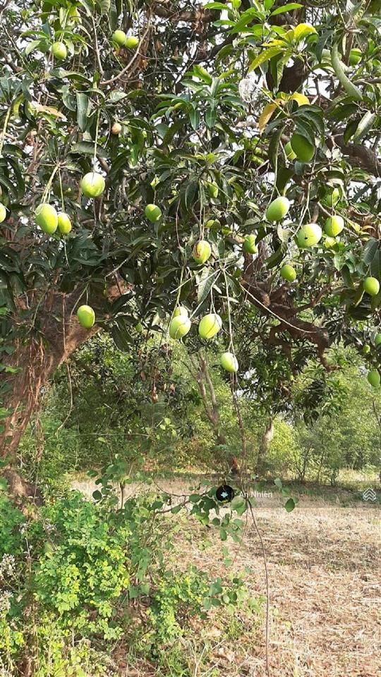 Chủ gồng hết nổi  xả 1 so vườn xoài ven sông la ngà đồng nai  950 triệu