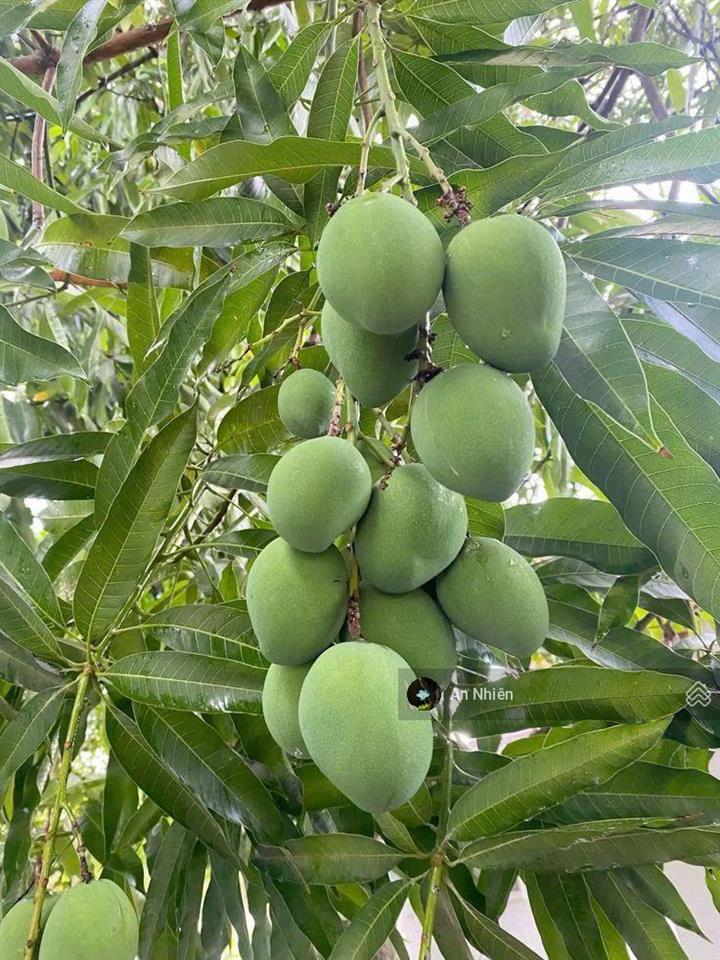 Chủ gồng hết nổi  xả 1 so vườn xoài ven sông la ngà đồng nai  950 triệu