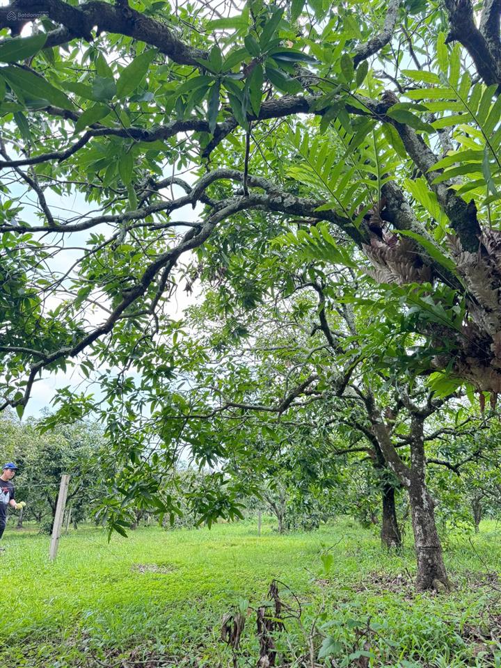 Vườn xoài túc trưng phù hợp xây nhà vườn nghỉ dưỡng ngắm view sông la ngà