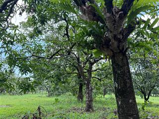 Vườn xoài mộng mơ ngắm sông la ngà phù hợp làm nhà vườn nghỉ dưỡng đất đẹp bằng phẳng