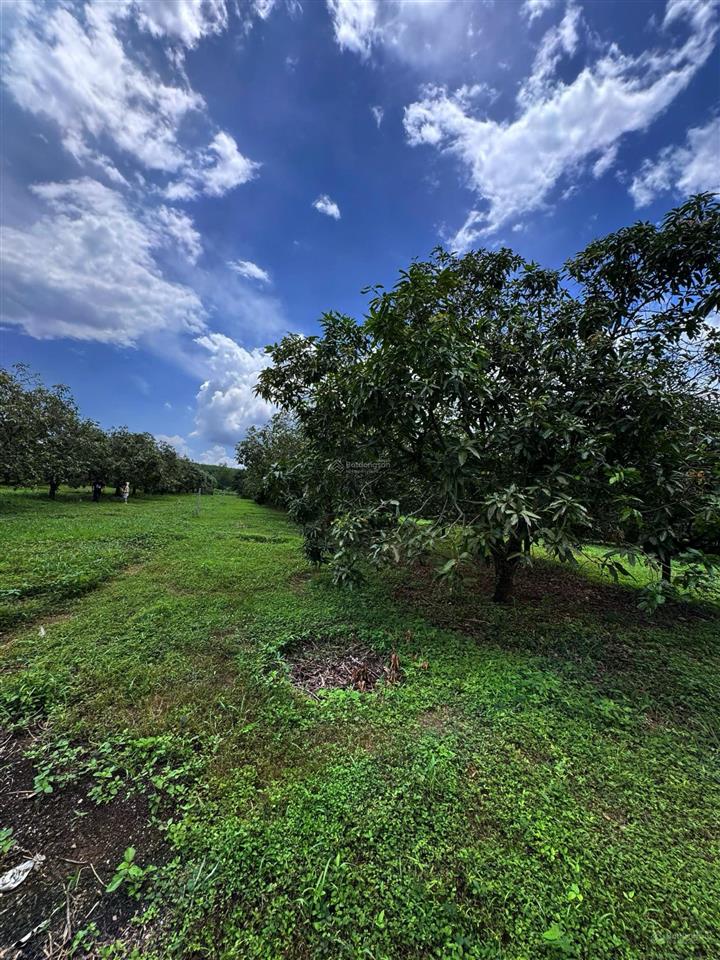 Vườn xoài mộng mơ túc trưng chủ rào sẵn lưới phù hợp làm nhà vườn farmstay