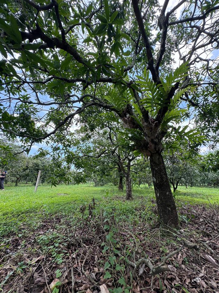 Chủ ngộp cần tiền cho con đi học bán gấp lô đất vườn xoài phù hợp làm farmstay