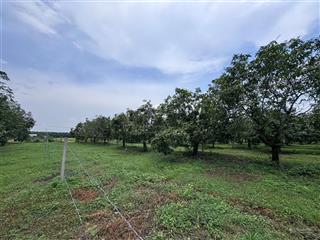 Chủ ngộp cần tiền cho con đi học bán gấp lô đất vườn xoài phù hợp làm farmstay