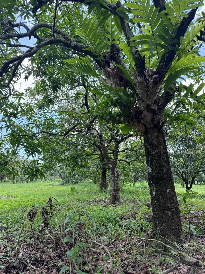 Chủ ngộp cần tiền cho con đi học bán gấp lô đất vườn xoài phù hợp làm farmstay