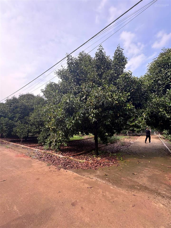 Bán đất full thổ cư trên đất hiện có măng cụt và bơ đang cho trái tốt ngay nút giao dầu giây