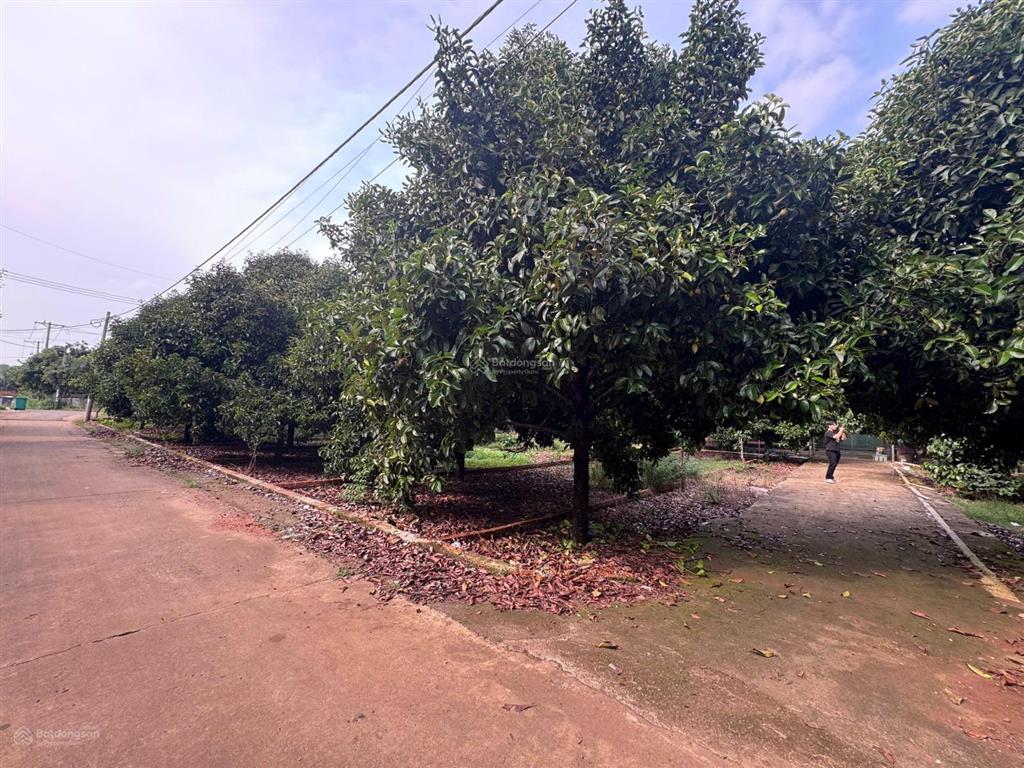 Đất dầu giây nằm ngay mặt tiền gần chợ đầu mối dầu giây cần bán gấp xoay xở công việc