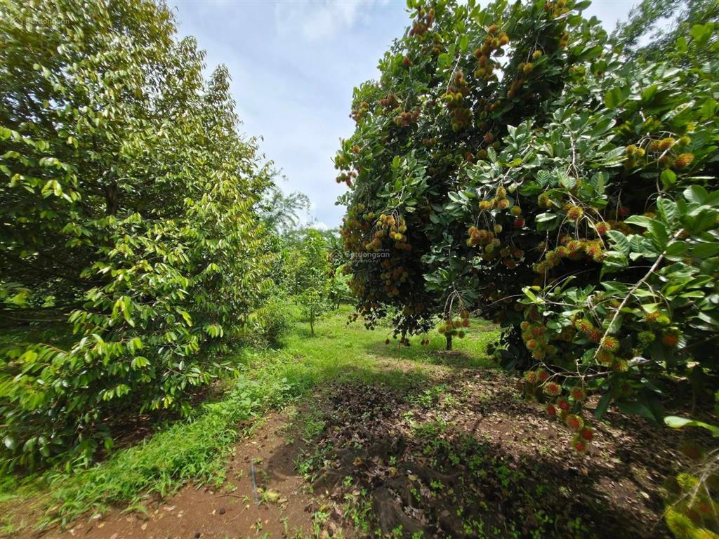 Đất vườn sẵn nhà + view hồ trị an  đồng nai