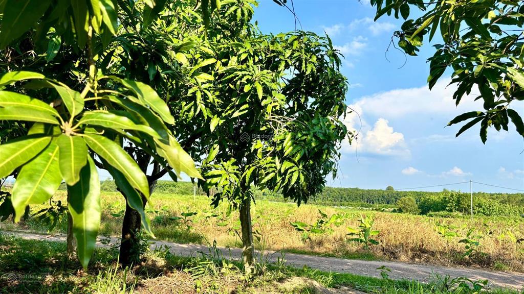 Giá chỉ 750 triệu sở hữu ngay vườn cây ăn trái  gần hồ trị an  đồng nai