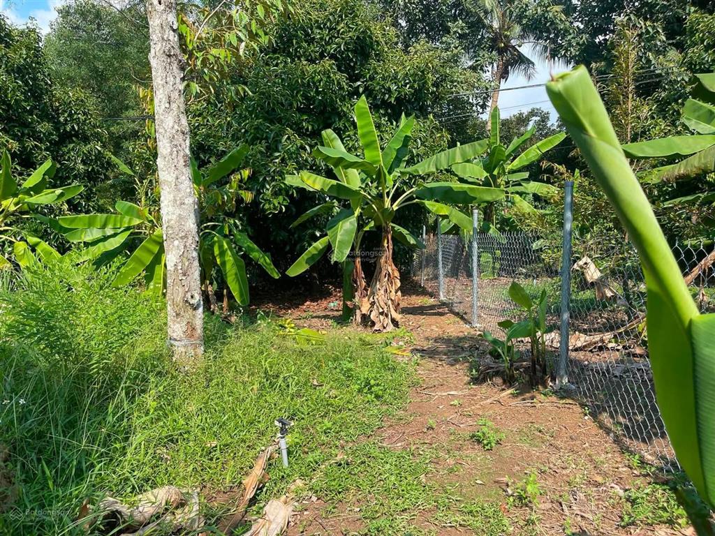 Giá chỉ 750 triệu sở hữu ngay vườn cây ăn trái  gần hồ trị an  đồng nai