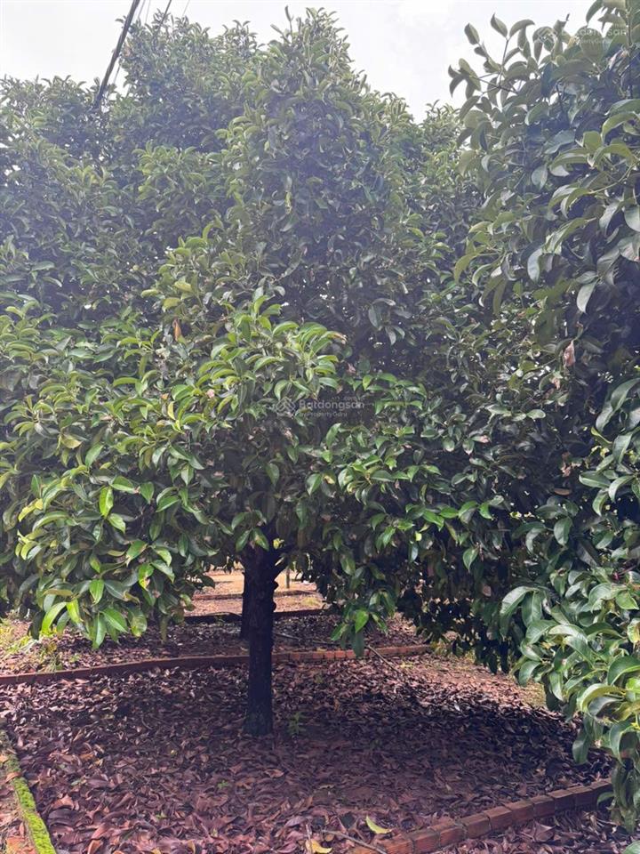 Đầu tư tài chính dưới 1 tỷ 125m2 thổ cư tại nút giao dầu giây