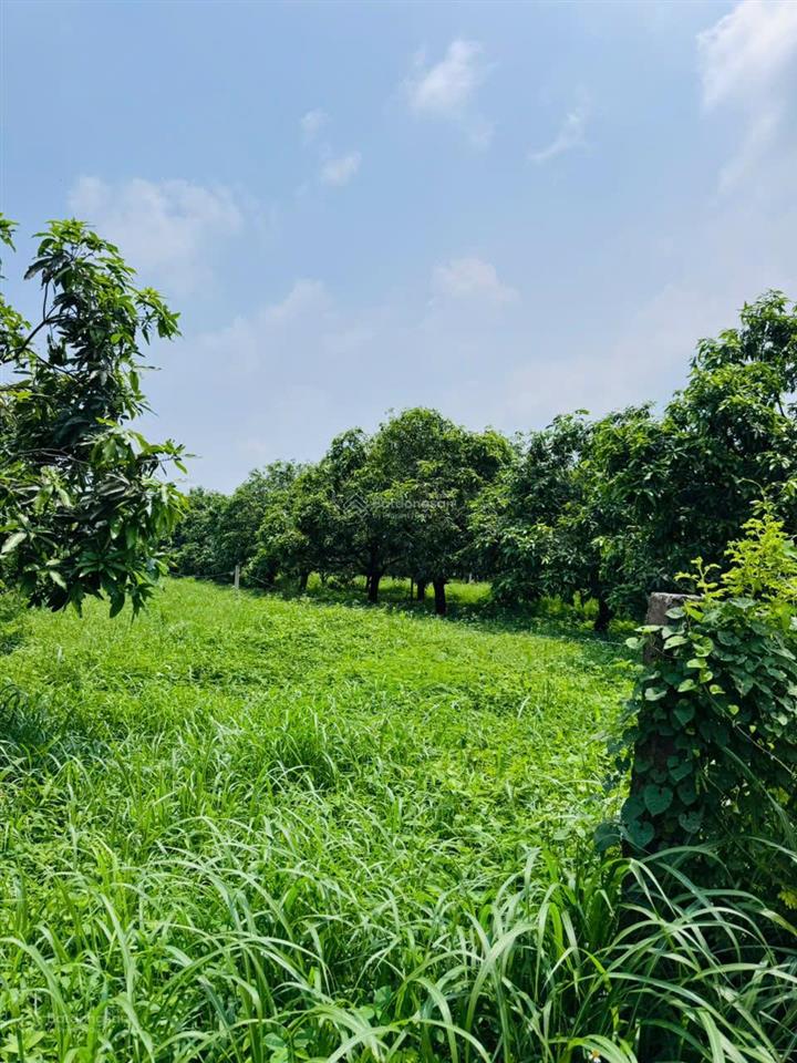 Đất vườn xoài + view ngắm sông la ngà