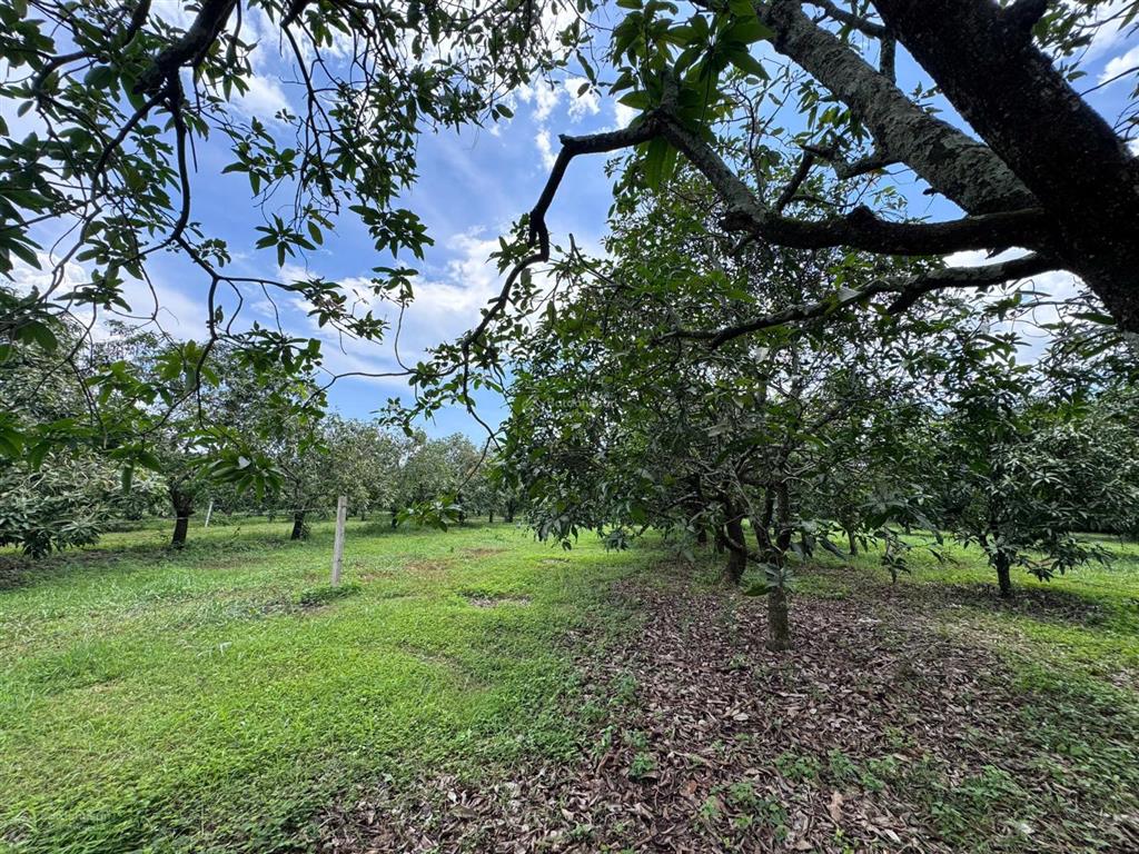 Đất vườn xoài + view ngắm sông la ngà