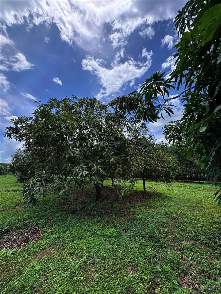 Đất vườn xoài + view ngắm sông la ngà