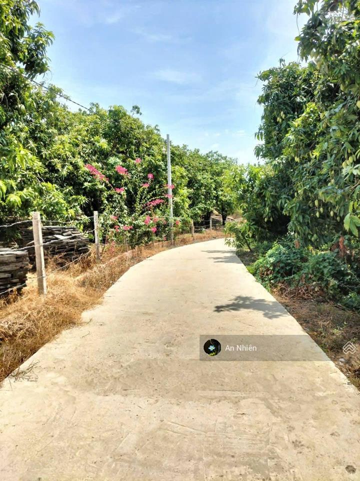 Vườn xoài la ngà 1200m2 sát ql20, đường bê tông, thích hợp nghỉ dưỡng, 950tr/sào