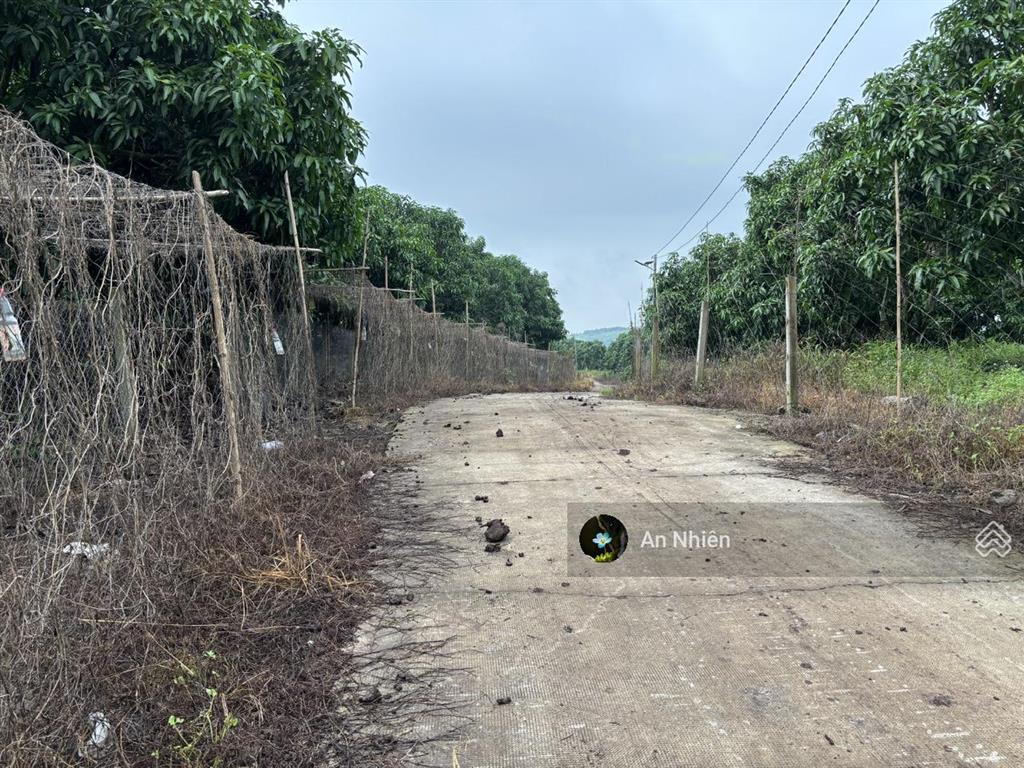 Vườn xoài la ngà 1200m2 sát ql20, đường bê tông, thích hợp nghỉ dưỡng, 950tr/sào