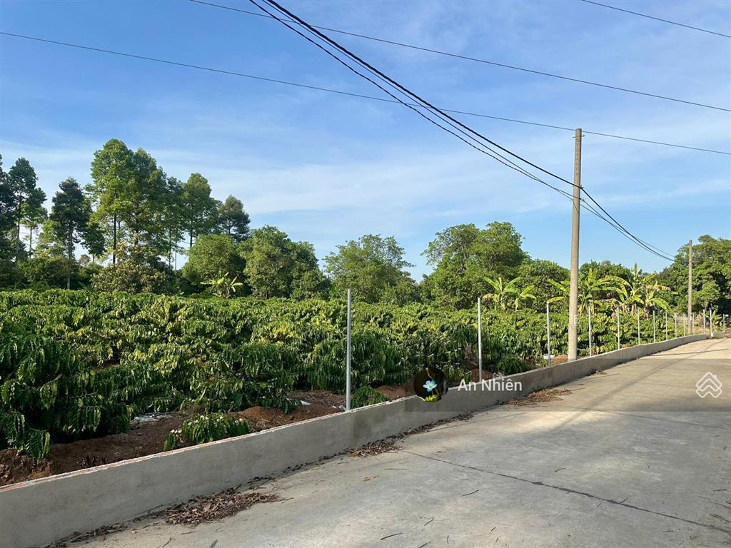 Đất thổ cư 125m2 tại dầu giây, sổ riêng xây nhà ngay, dân cư đông, giá chỉ 775 triệu