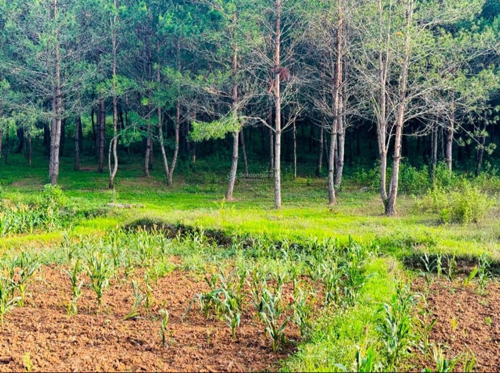 Bán gấp lô đất tại phường mộc châu dt 3.344.6 m2 tc 1350 m2 giá 12 tỷ nhanh tay thì còn