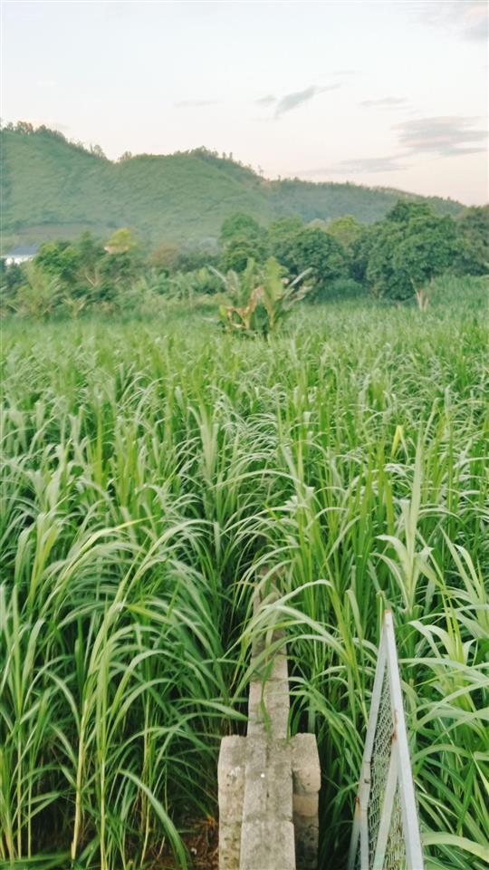 Cần bán lô đất view hồ diện tích 1900 m thổ cư 100 m mặt tiền 17 m tại yên bài hà nội giá 7 tr m