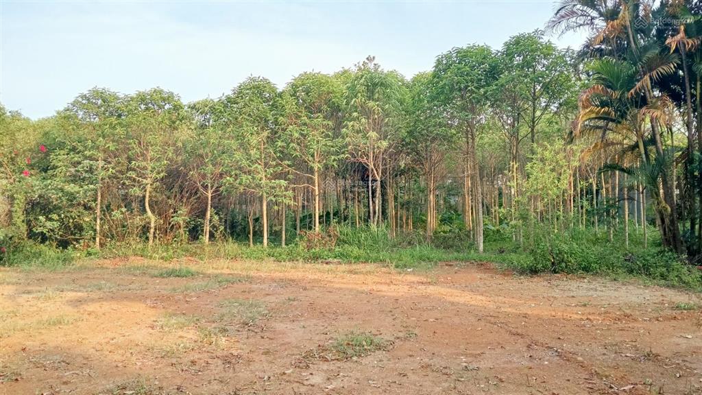 Cần nhượng lại lô đất tại yên bài hn d t 1657m thổ cư 300 m giá 7 tr m có thương lượng sứu