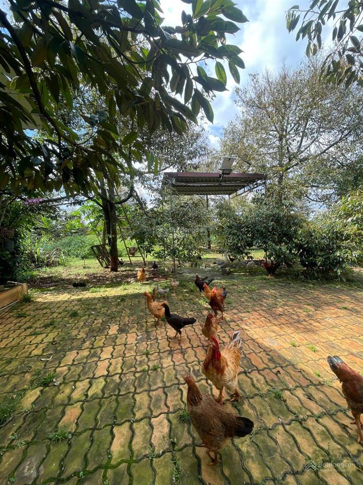 Cần bán gấp hơn 7000m2 nhà vườn nghỉ dưỡng tại phường hàng gòn, long khánh