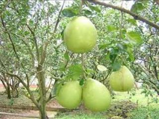 BÁN ĐẤT THỔ CƯ XÃ TRỪ VĂN THỐ – GẦN QL13 – GIÁ TỐT