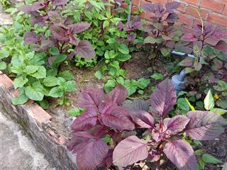 Bán nhà cấp 4, 1 phòng khách, 1 phòng ngủ, 1 gác lửng, 1 wc, 1 nhà bếp. diện tích 81.2m2