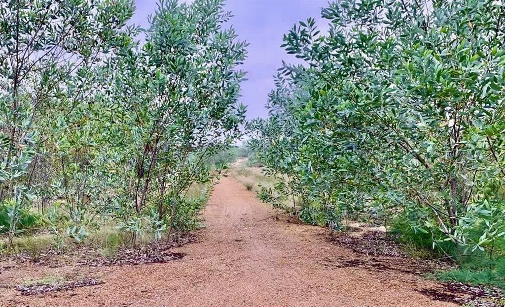Cần sang nhượng 16.000m2 đất rsx trồng cây ven biển hải ninh  quảng bình. giá bán chỉ 1,6 tỷ