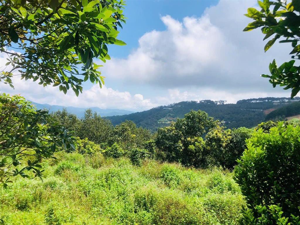 Bán lô đất siêu đẹp 8.154m2 tại cầu đất, đà lạt