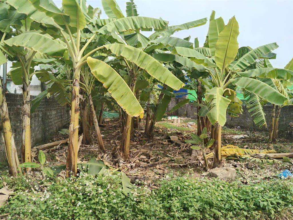 Chào ngày mới  cơ hội chốt nhanh bán lô đất tdp 9 liên khê  phường lưu kiếm