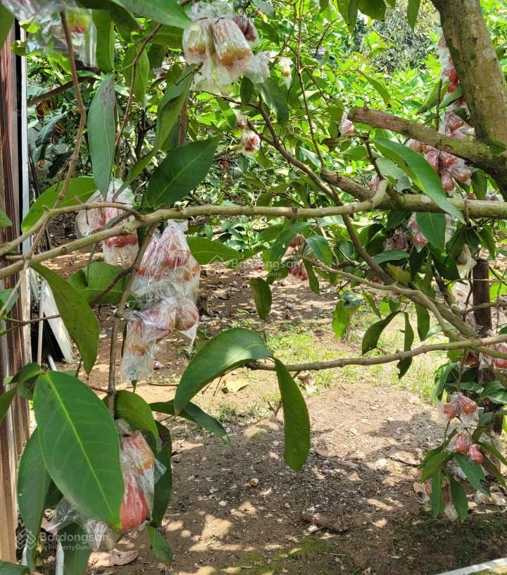 Chính chủ cần bán lô đất đẹp tại xuân đông  cẩm mỹ  đồng nai  pháp lý đầy đủ