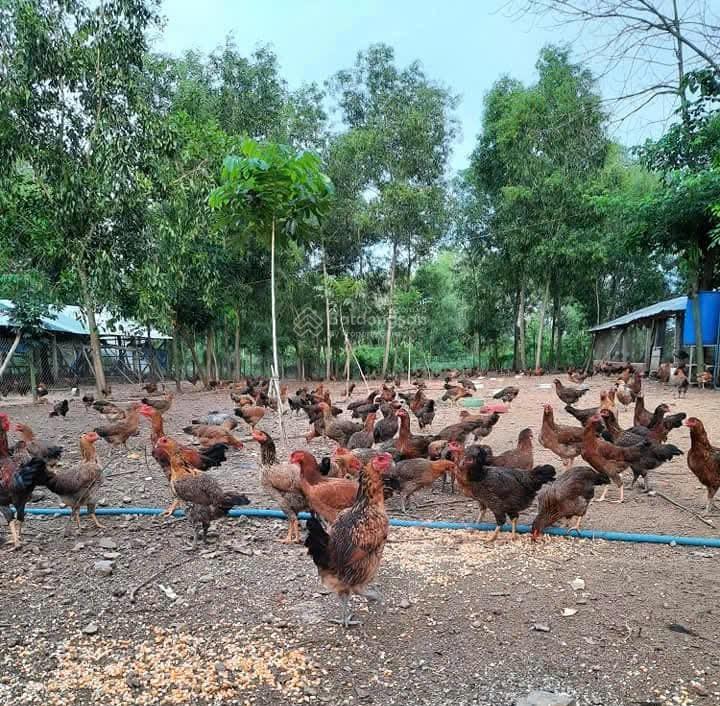 Chính chủ cần bán lô đất đẹp tại xuân đông  cẩm mỹ  đồng nai  pháp lý đầy đủ