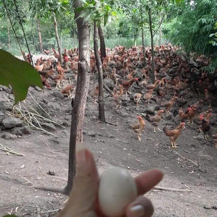 Chính chủ cần bán lô đất đẹp tại xuân đông  cẩm mỹ  đồng nai  pháp lý đầy đủ