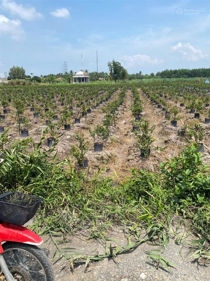 Bán đất tại xã thạnh lợi, 2,4 tỷ, 1139 m2, 15,3m x56m gần chợ thạnh lợi , đất chn chuyển thổ được.