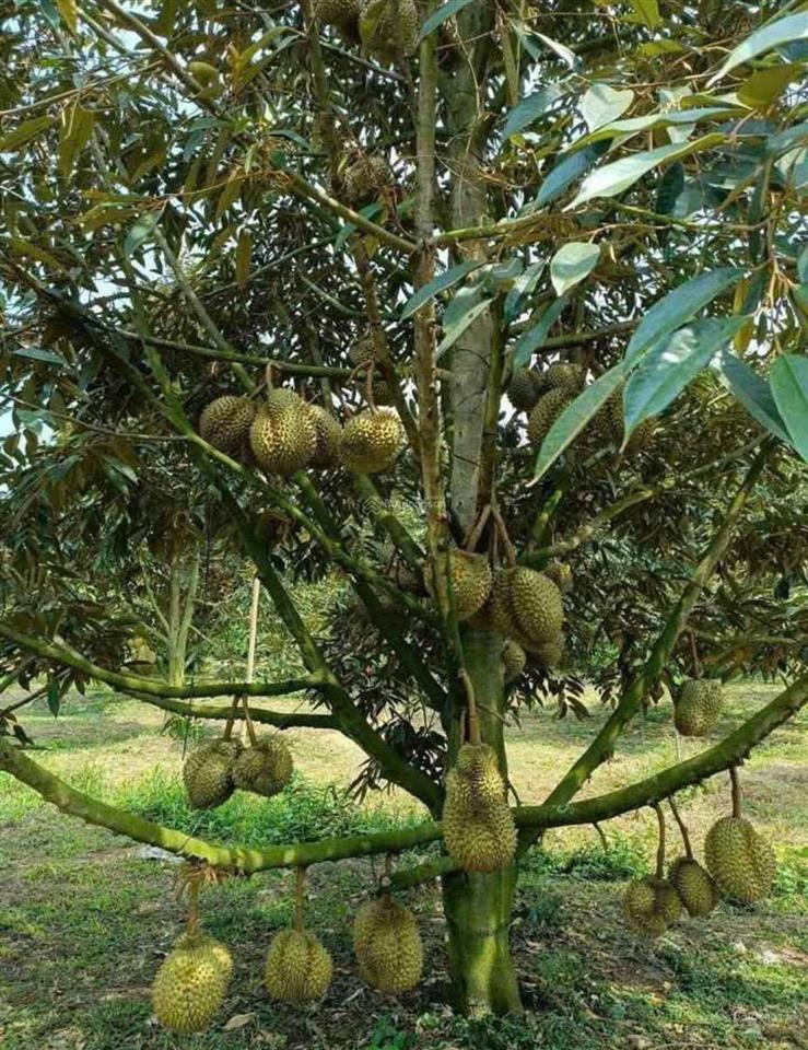 Chưa đến 980 triệu sở hữu ngay lô nhà vườn xã trừ văn thố, bàu bàng cách chợ bàu bàng 5 phút đi xe
