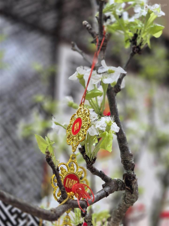 Chính chủ bán căn góc 3pn đẹp the fibonan  kđt ecopark, tháng 5  2026 nhận nhà!