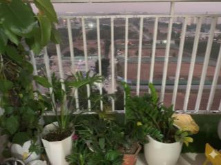 Chính chủ bán gấp – căn hộ 2pn ban công đông nam – Chung Cư Thanh Hà